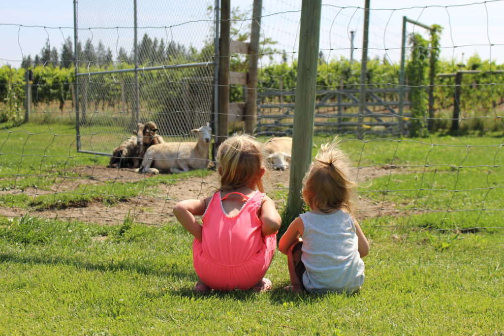 Pumpkin Tours at Covert Farms