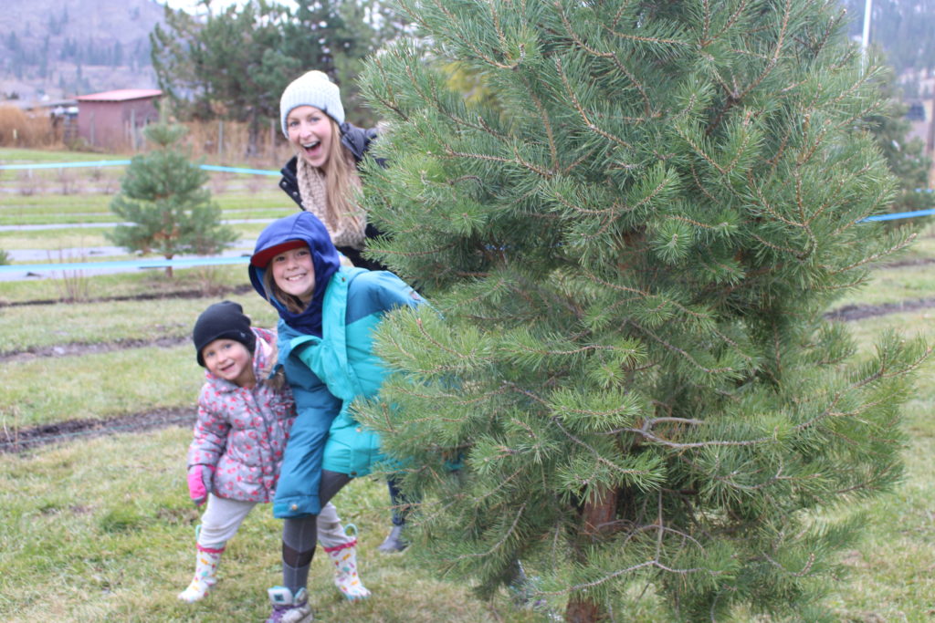 2019 Okanagan Christmas Tree Guide Okanagan Family Fun
