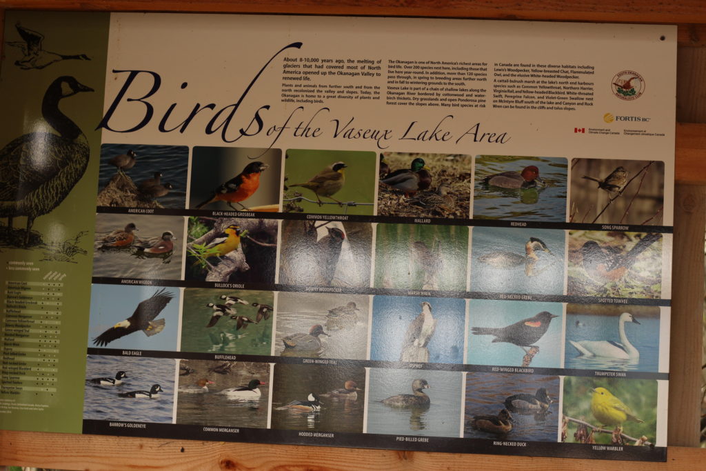 Birds of Vaseux Lake