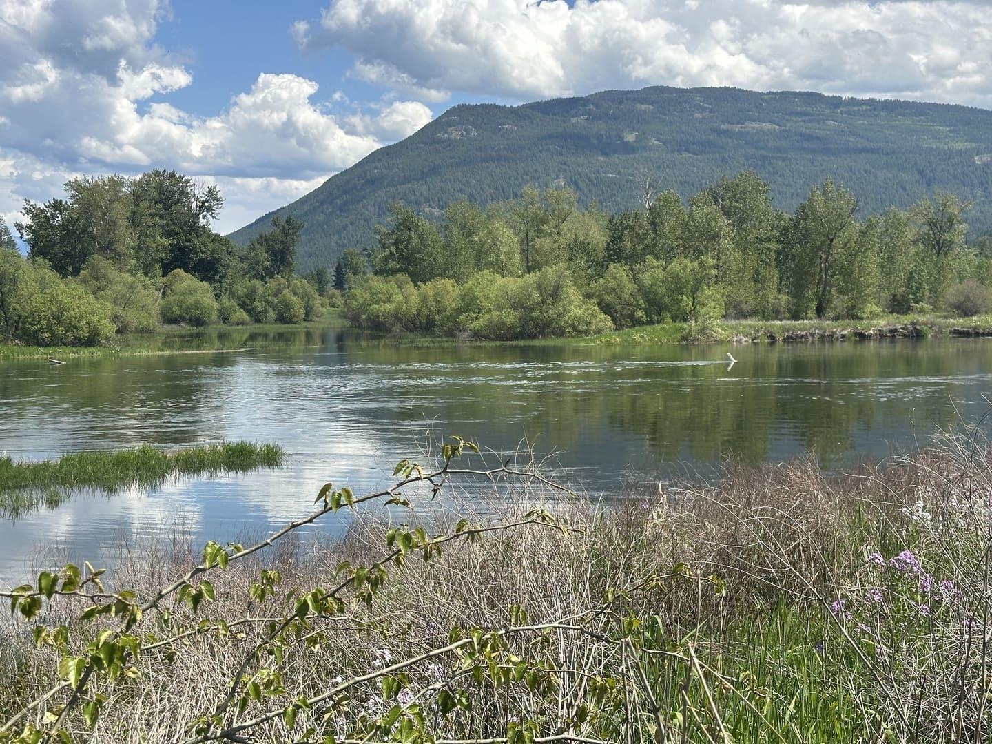 Shuswap River Enderby