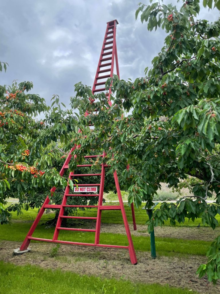 Dickinson Family Farm Tripod Orchard Ladder