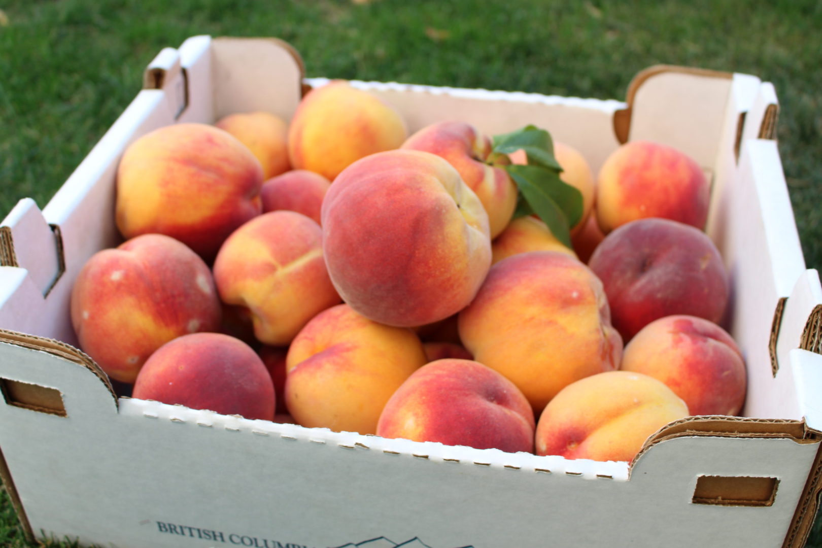 Okanagan peaches