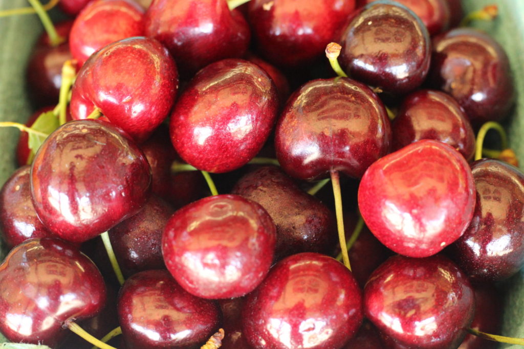 U-Pick Cherries in the Okanagan