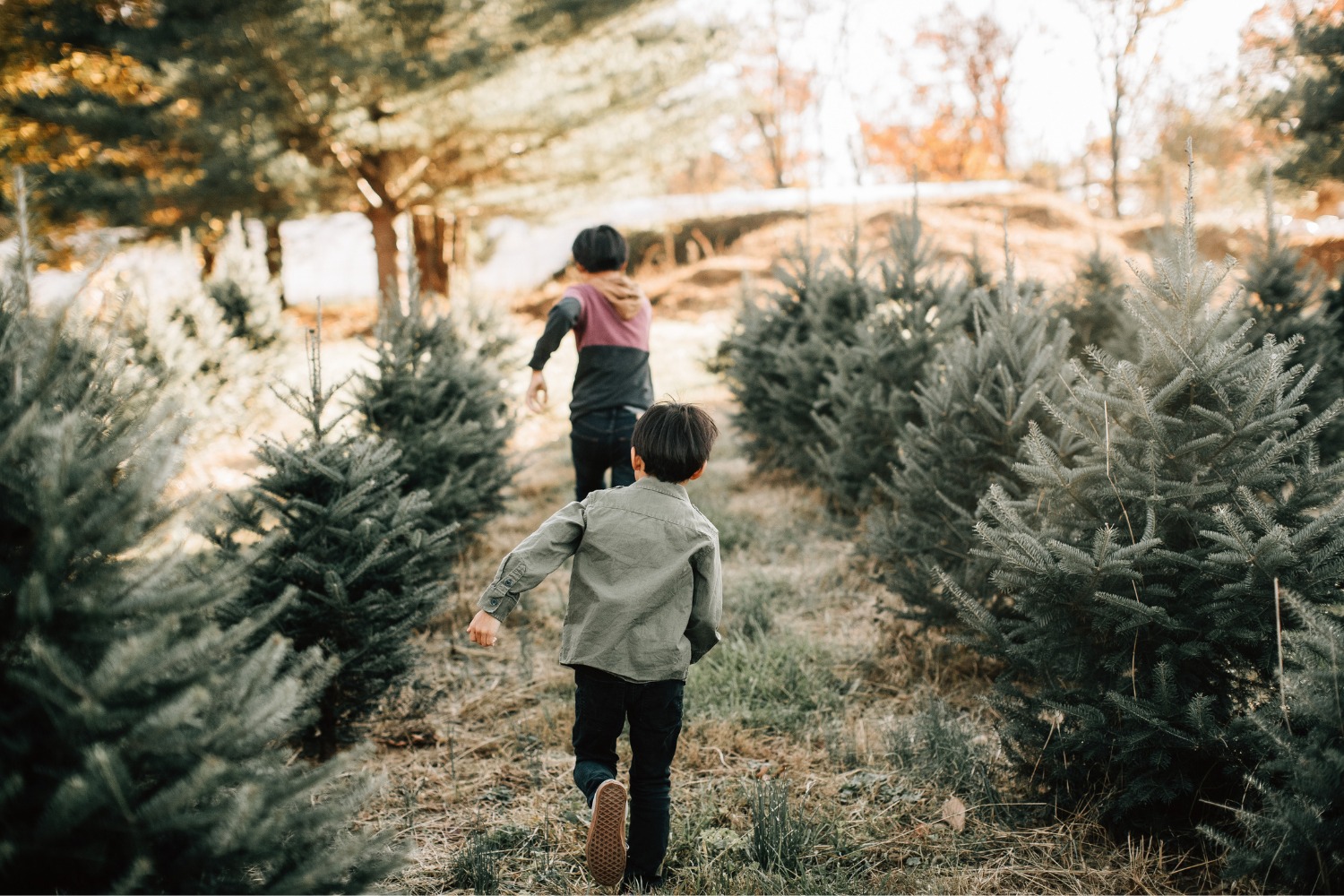 Christmas Tree - Okanagan Family Fun