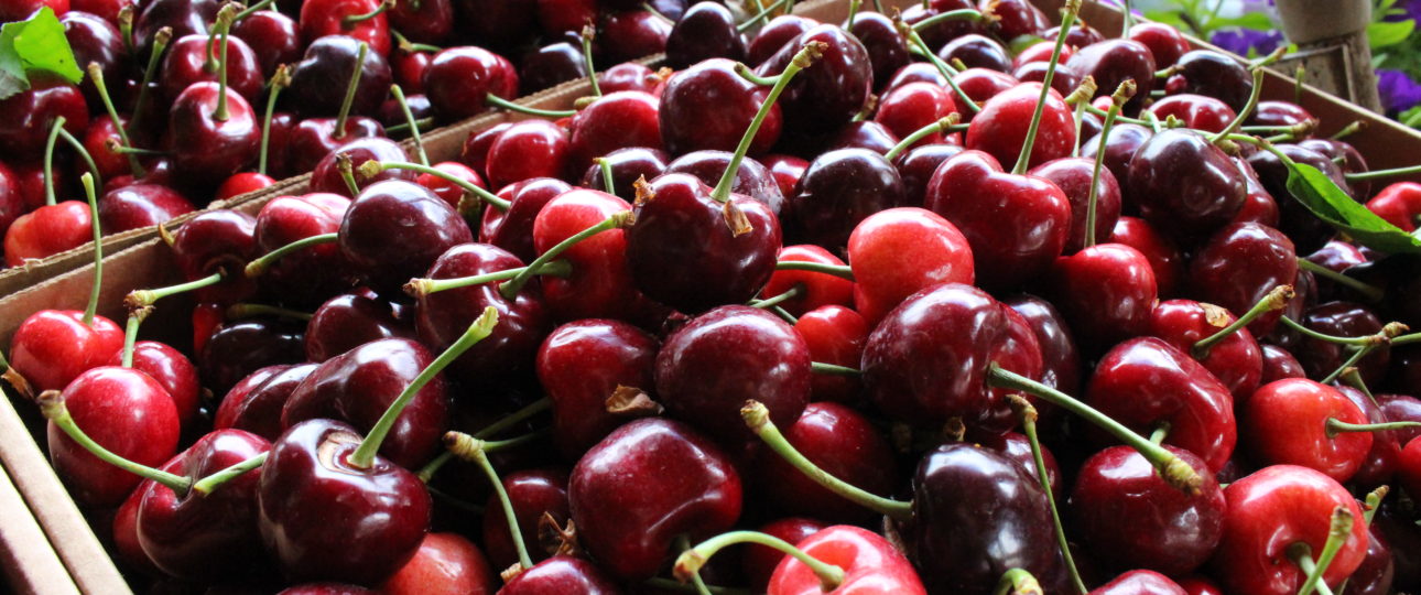 British Columbia cherries to arrive in late June
