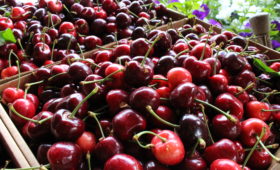 Cherries from Gatzke's Farm Market in Oyama