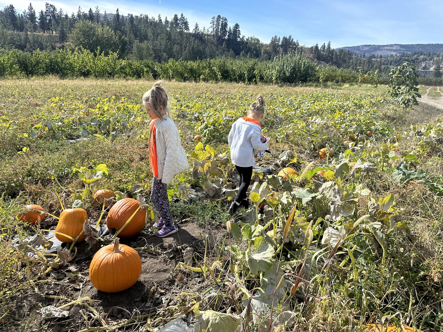 Blossom Fruit Stand - Pumpkin Patch