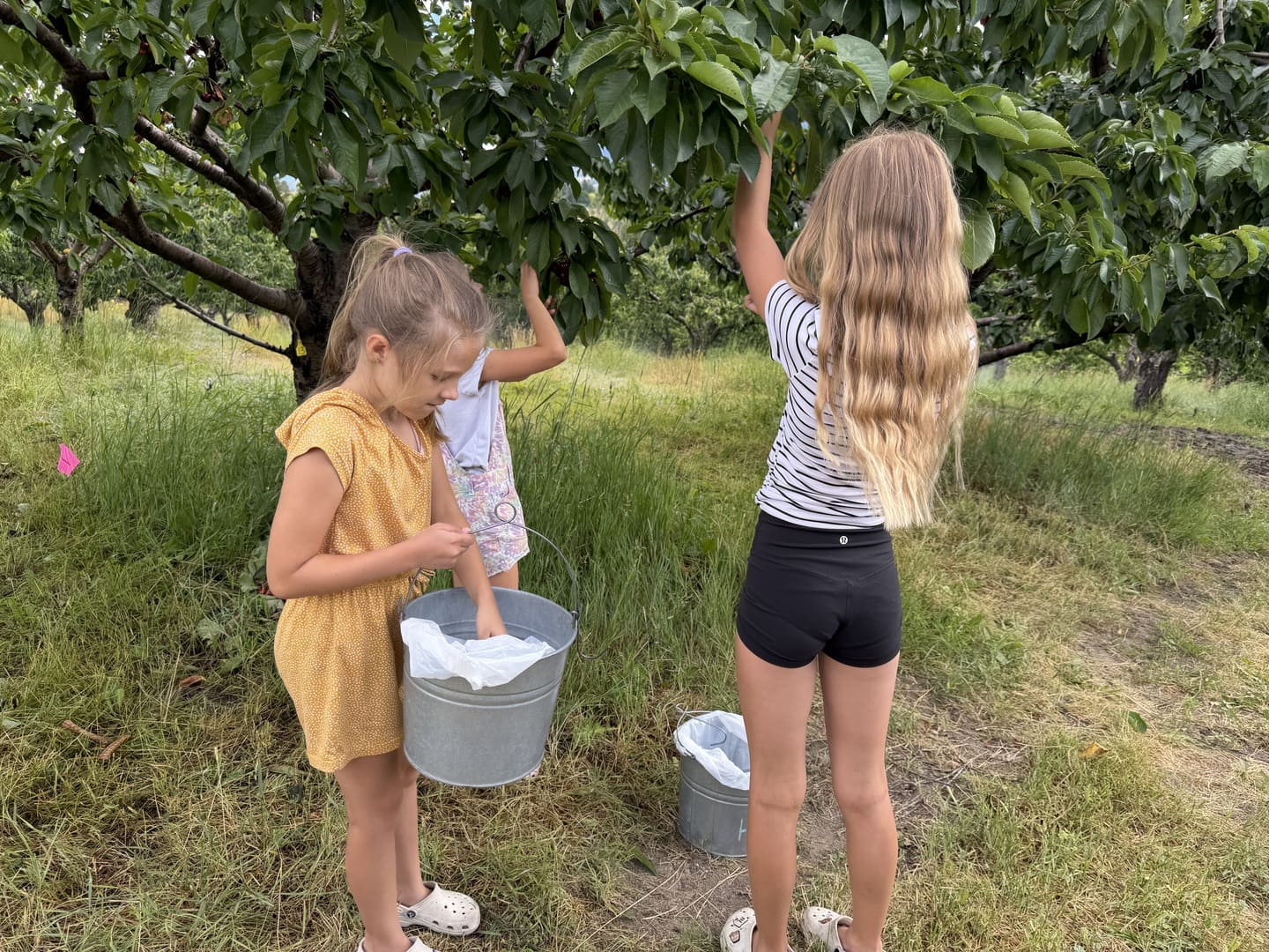 Cherry Picking in the Okanagan, Rose Hill Orchard