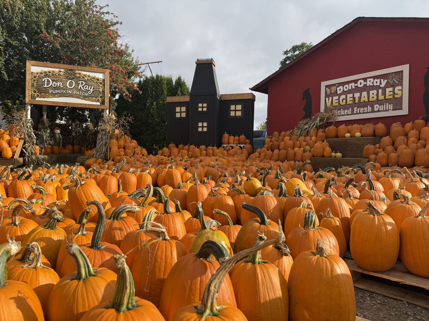 Pumpkins at Don-O-Ray Farm Market, Kelowna