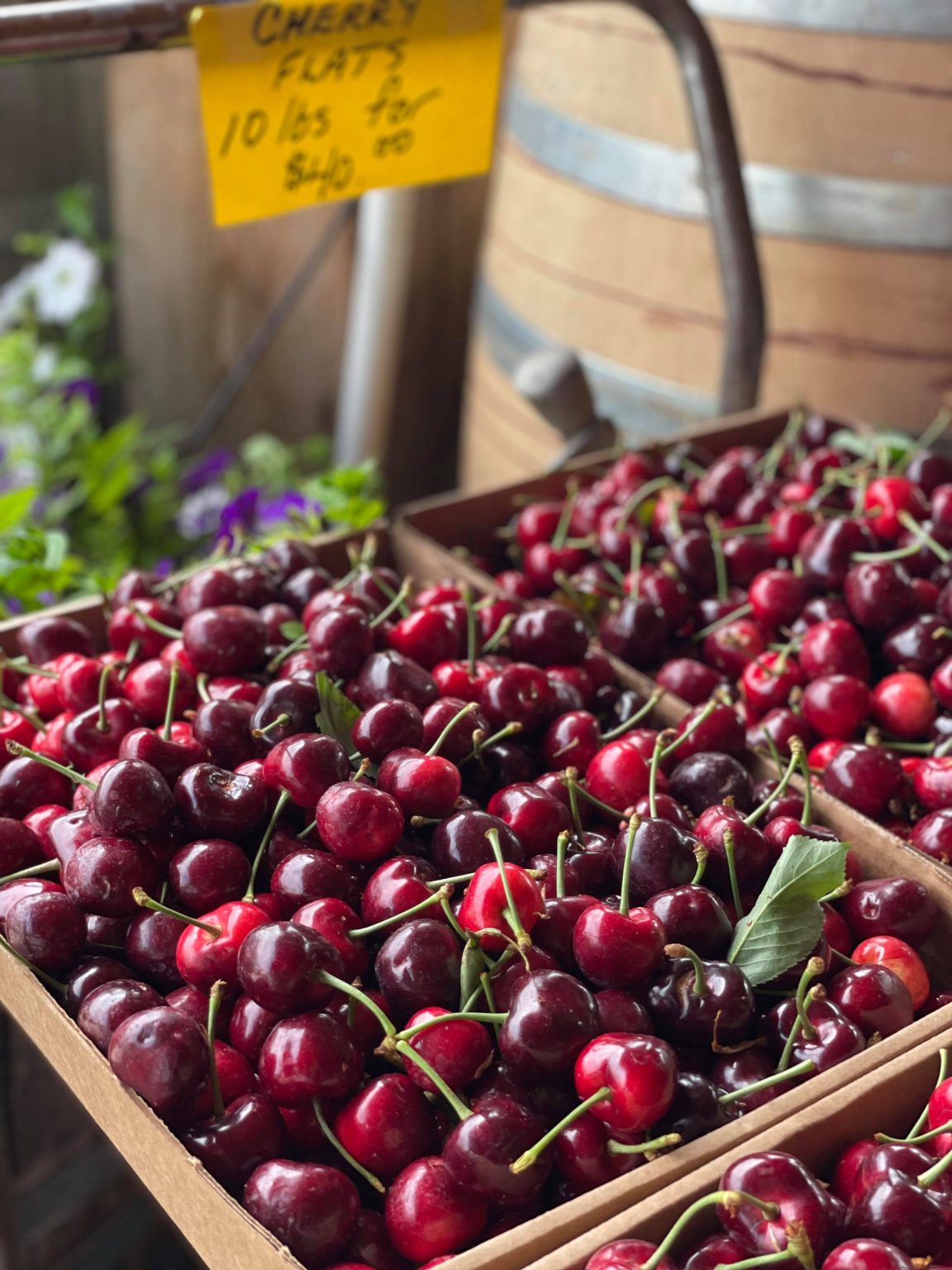 Cherry Picking in the Okanagan Okanagan Family Fun