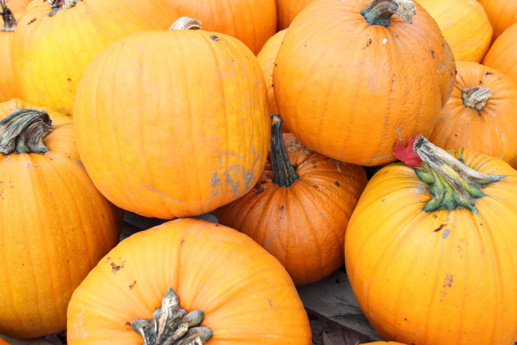 Okanagan Pumpkins