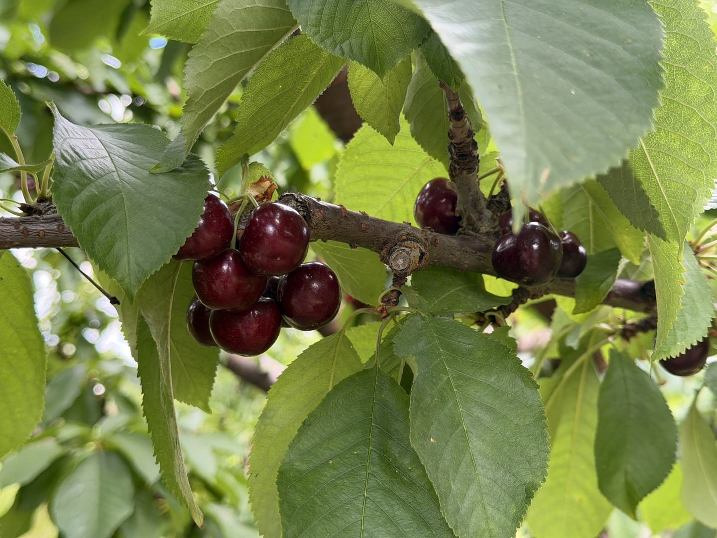 Okanagan Cherries