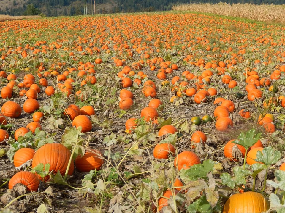 St. Annes Pumpkin Patch - Armstrong