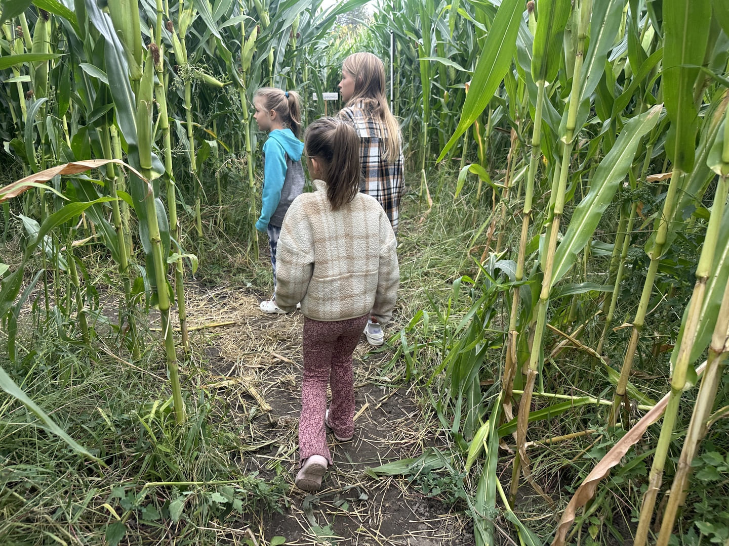 The Apple Bin Corn Maze, Okanagan Falls