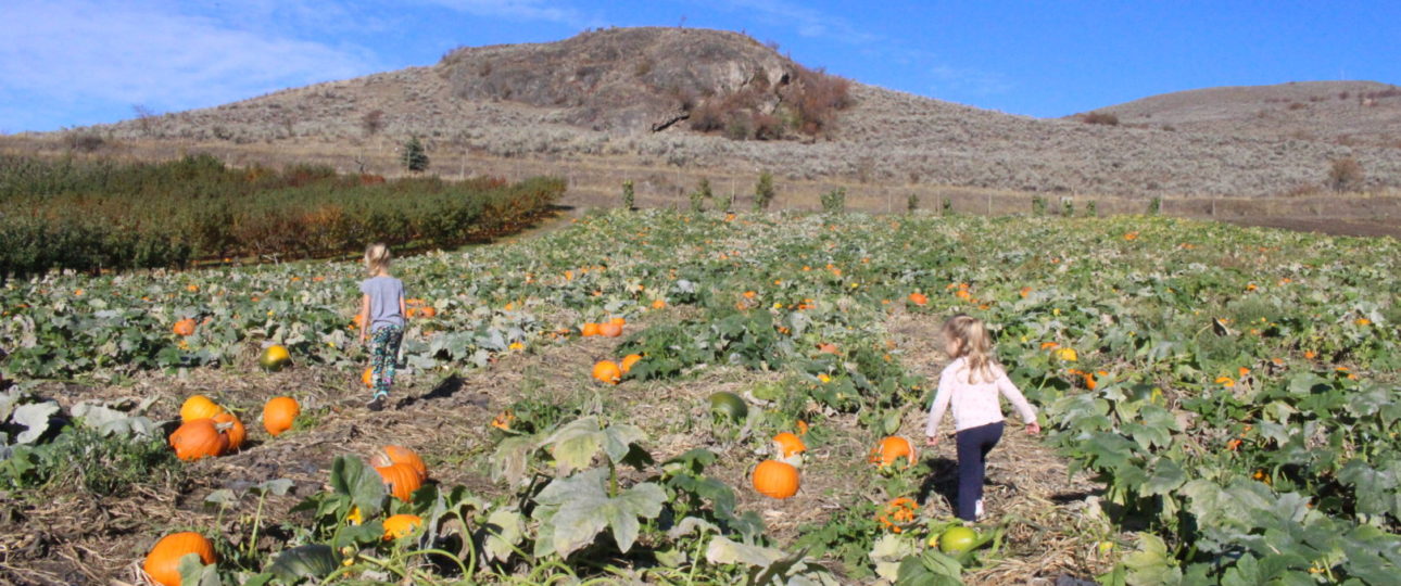 Davison Orchards Pumpkin Patch