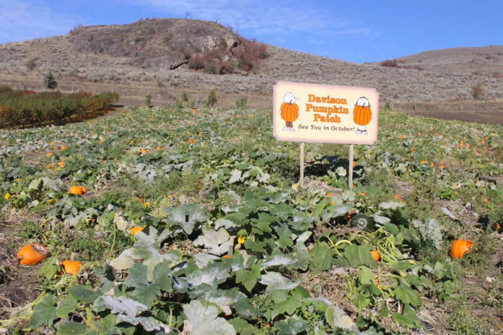 Davison Orchards Pumpkin Patch