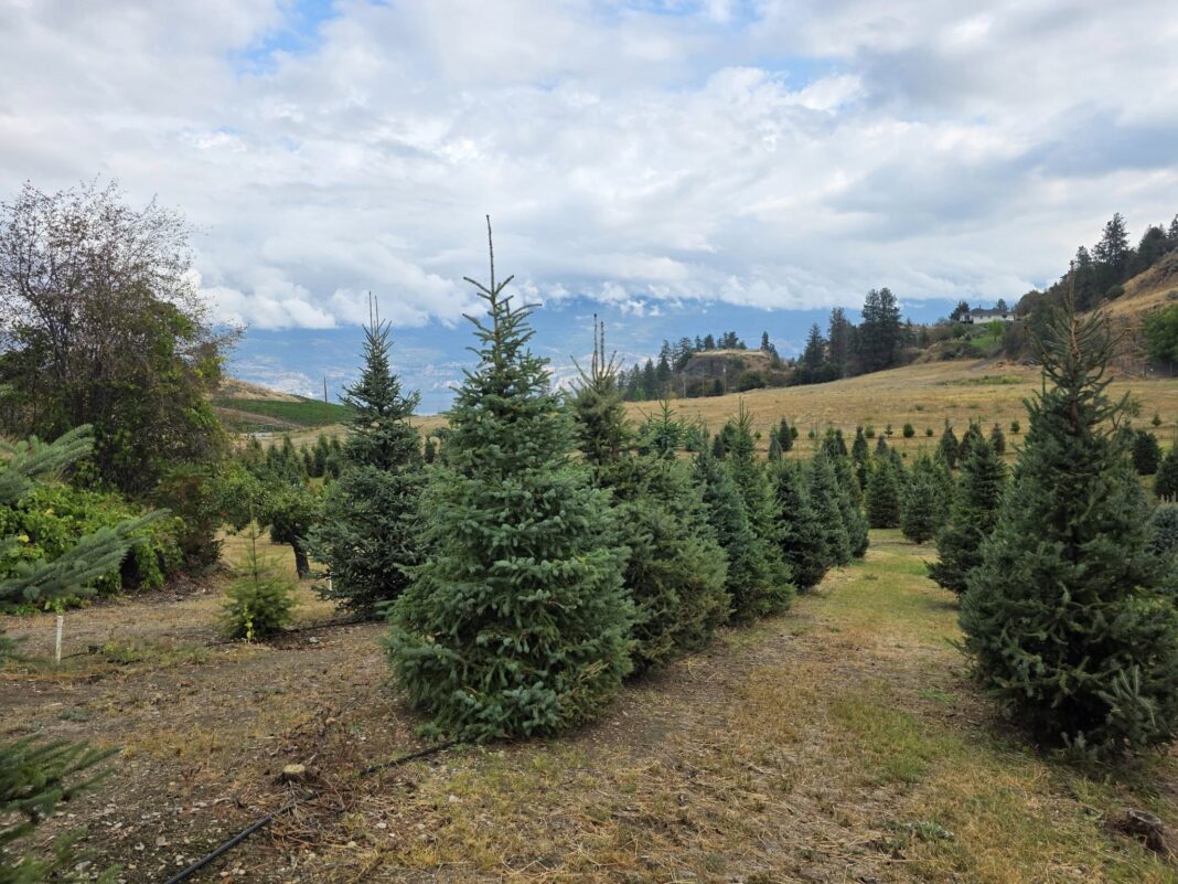 2025 Christmas Tree Farms in the Okanagan - Okanagan Family Fun