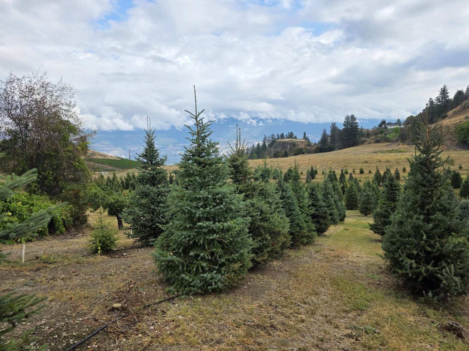 Blasted Rock Christmas Tree Farm - Summerland