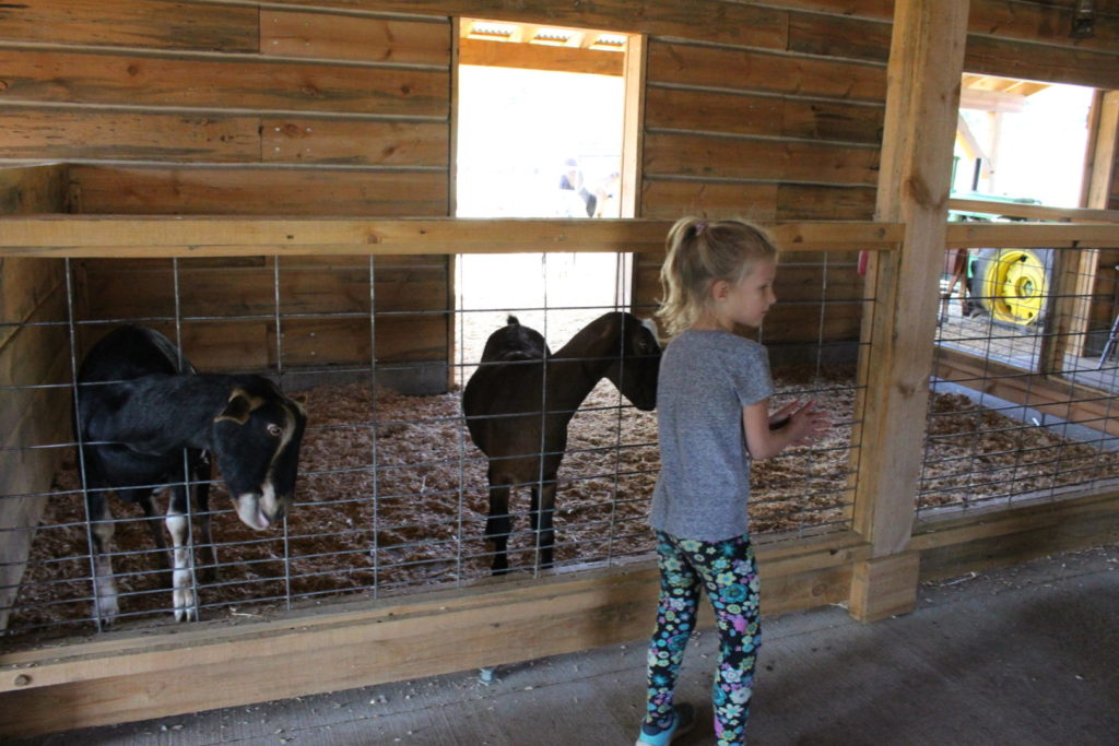 Feeding the goats at Davison Orchards