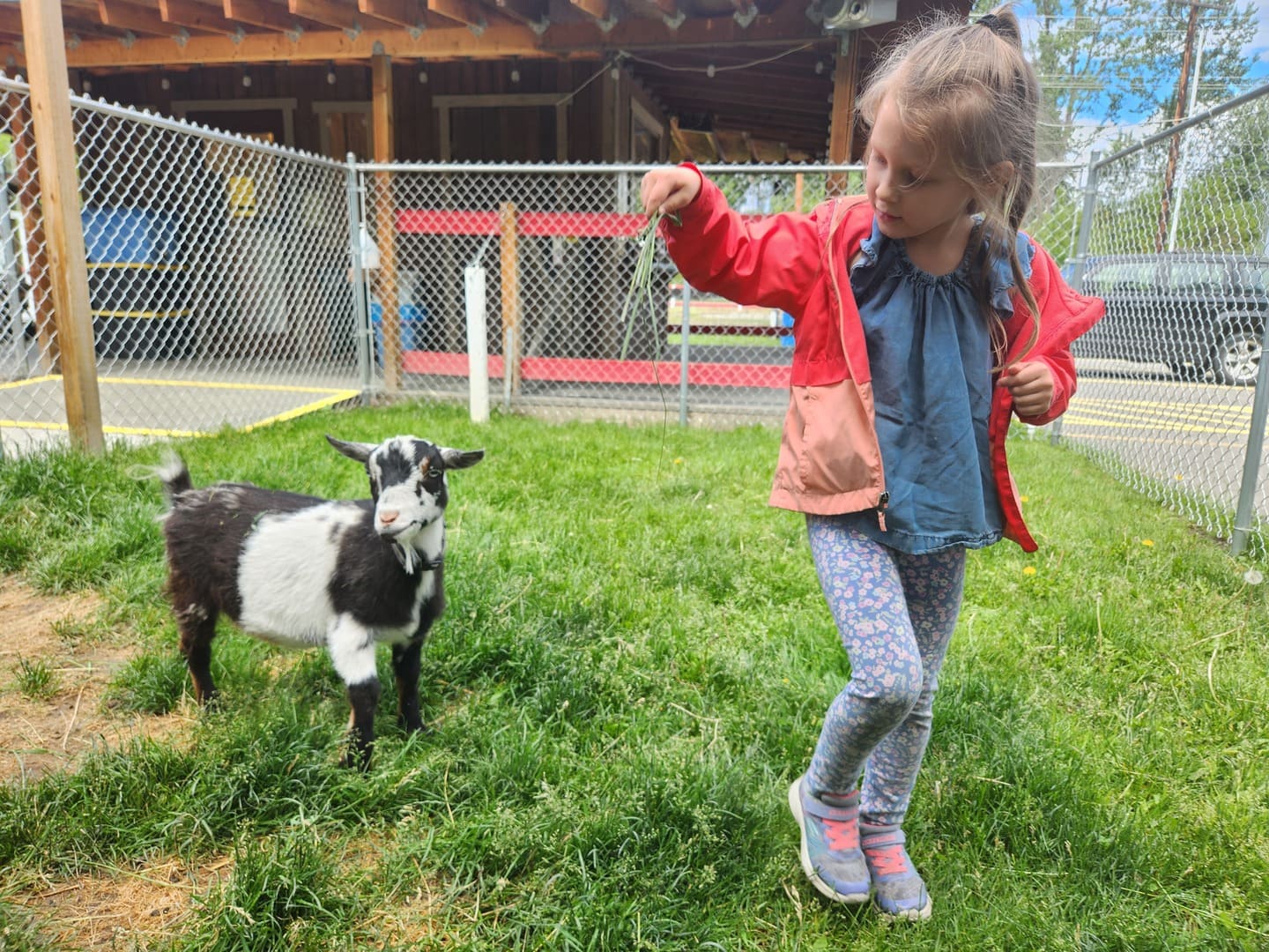 Don-O-Ray Farm Adventure - Feed Goats