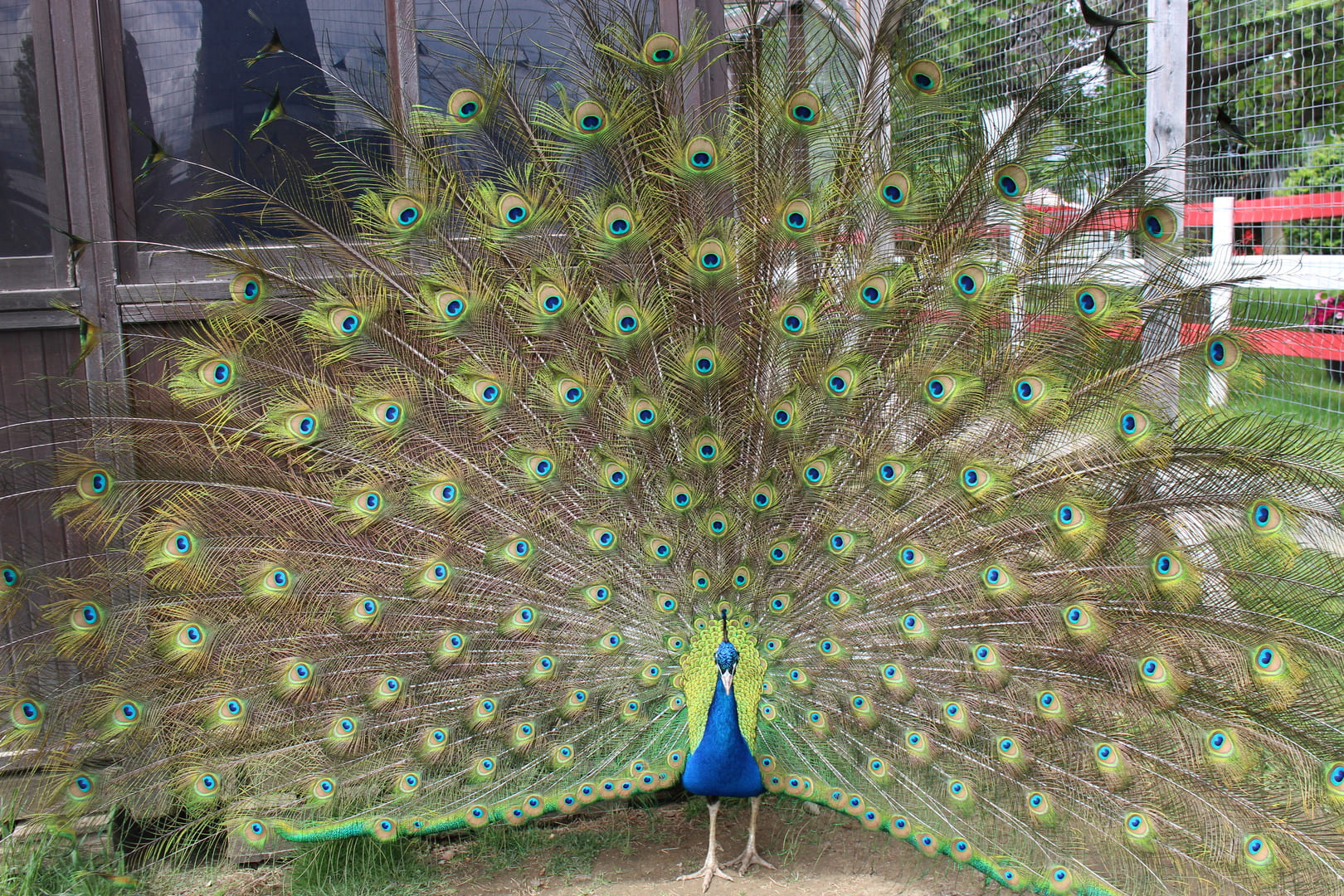 Don-O-Ray Farm Adventure - Peacock