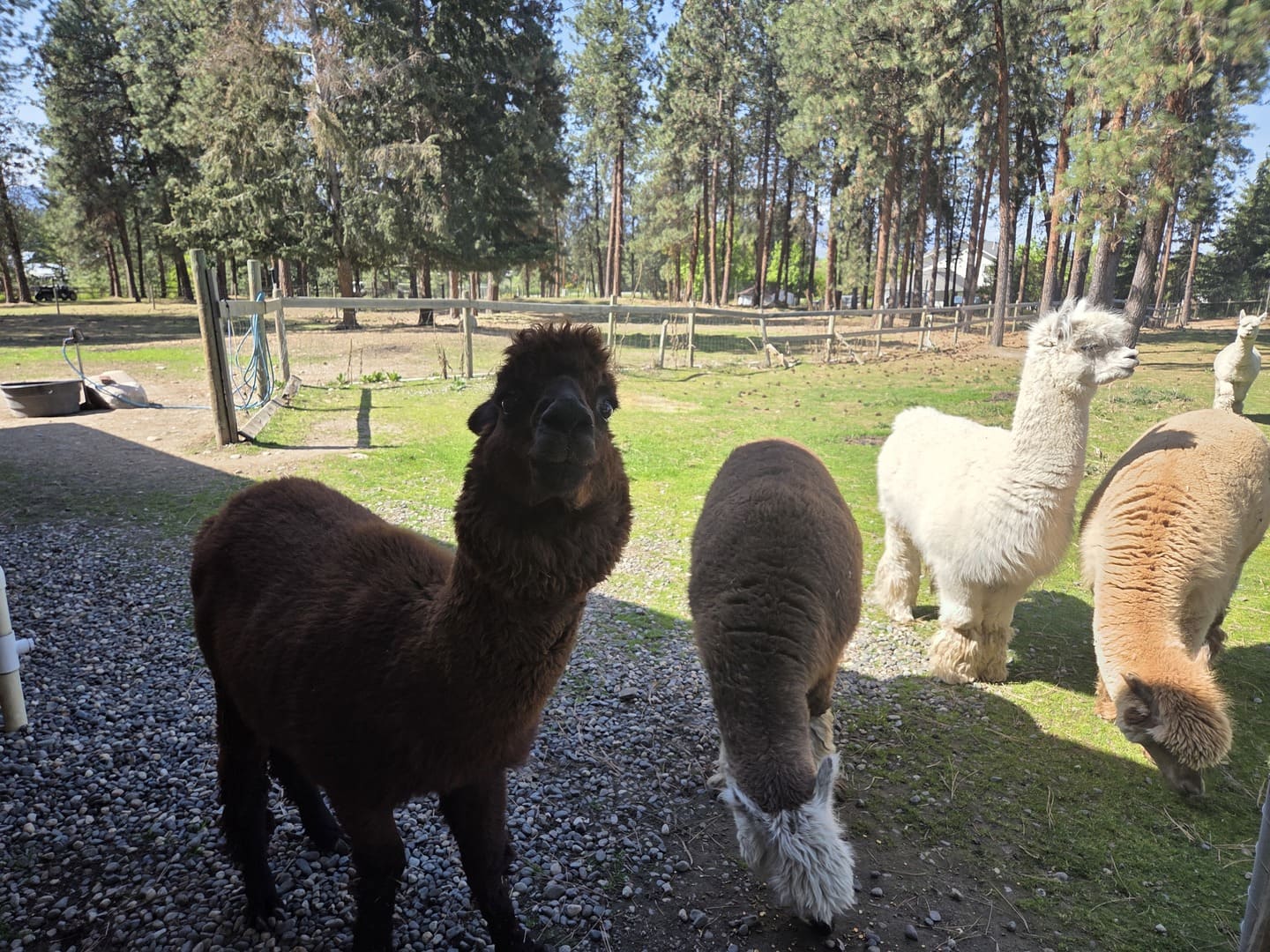 Alpacas at Soma Craft Cidery