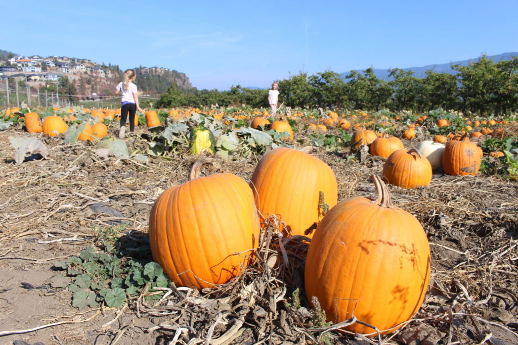 Gambell-Farms-Pumpkin-Patch-Lake-Country
