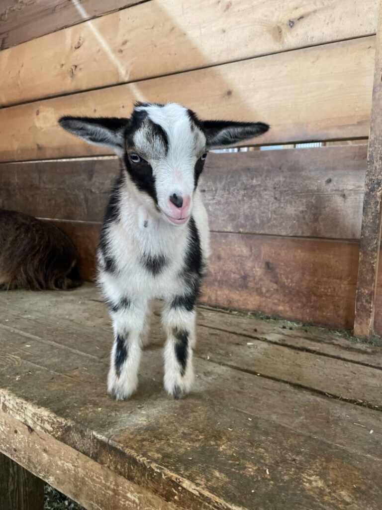 Gotta Goat Farm, Penticton