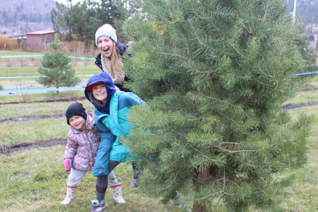 Okanagan Christmas Trees