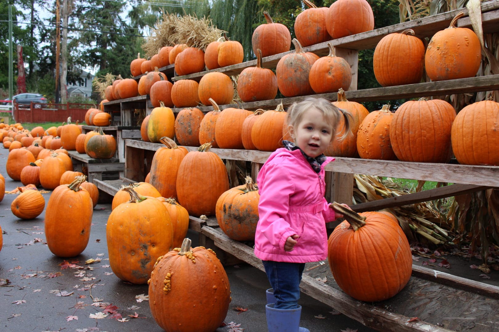 Don-O-Ray Farms, Kelowna, Pumpkin Patch