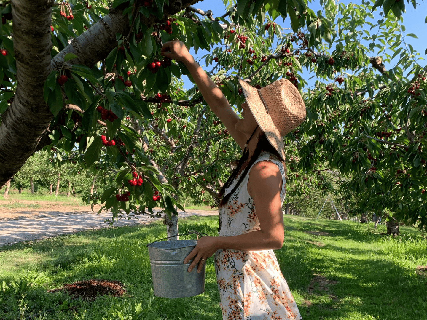Rose Hill Orchard - Lake Country