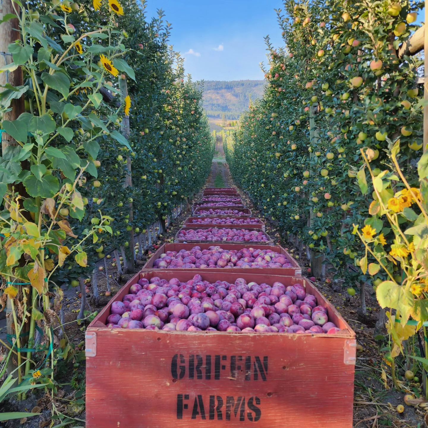 Griffin Farms - West Kelowna
