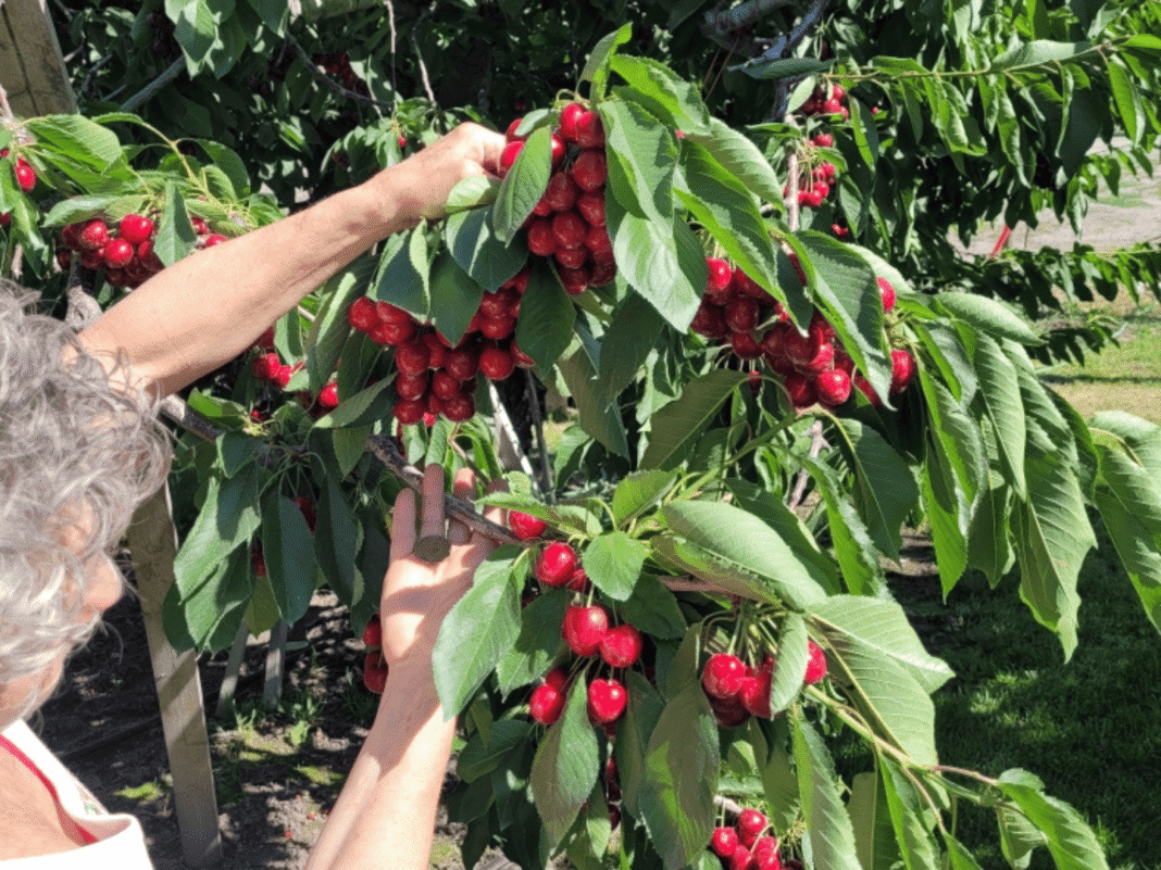 Mike & Lizzy's Cherry U-Pick