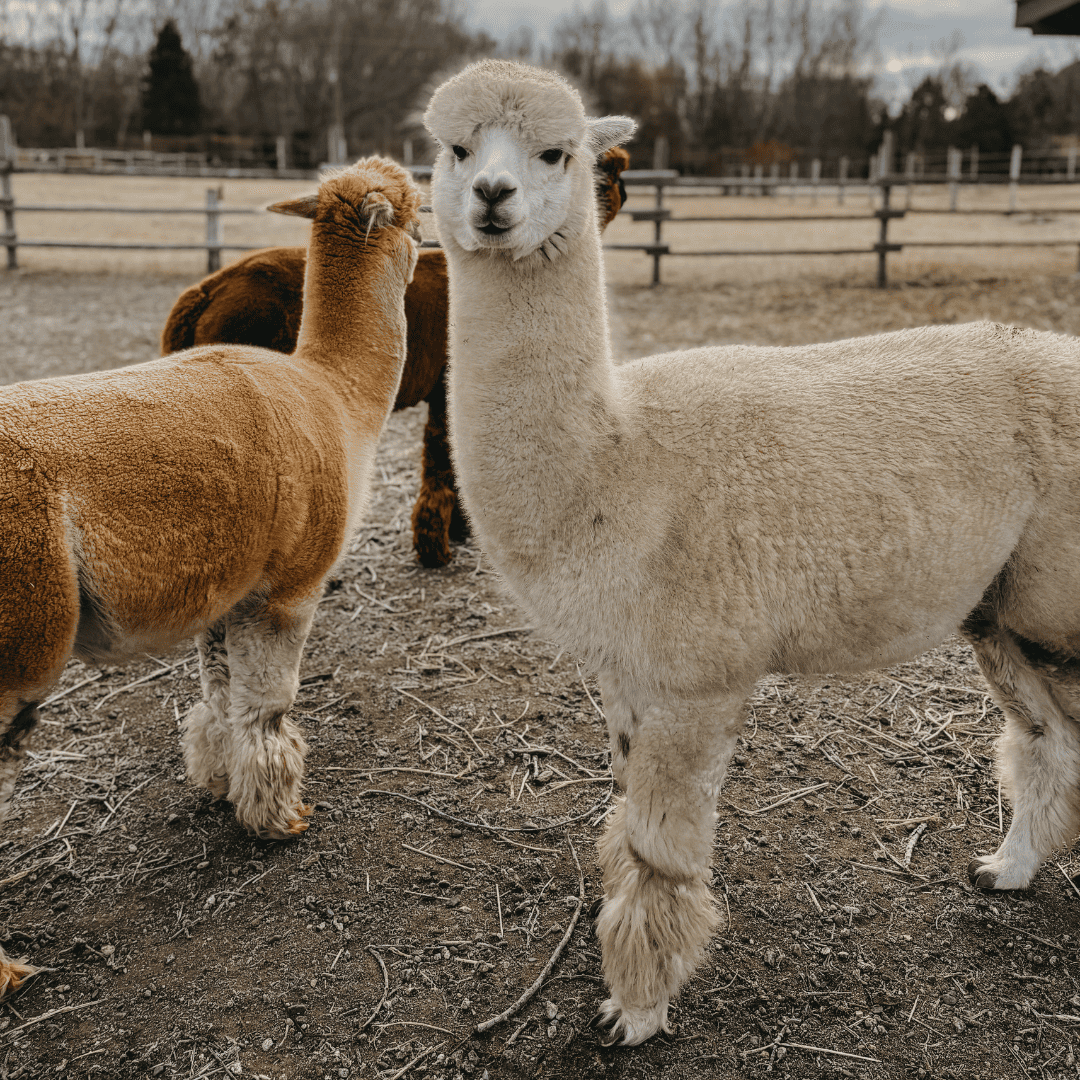 Folie Flower Farm - Kaleden