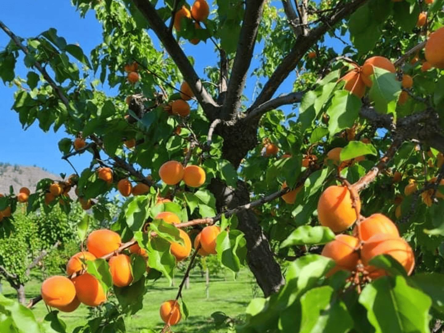 Kings Garden Family Orchard - West Kelowna