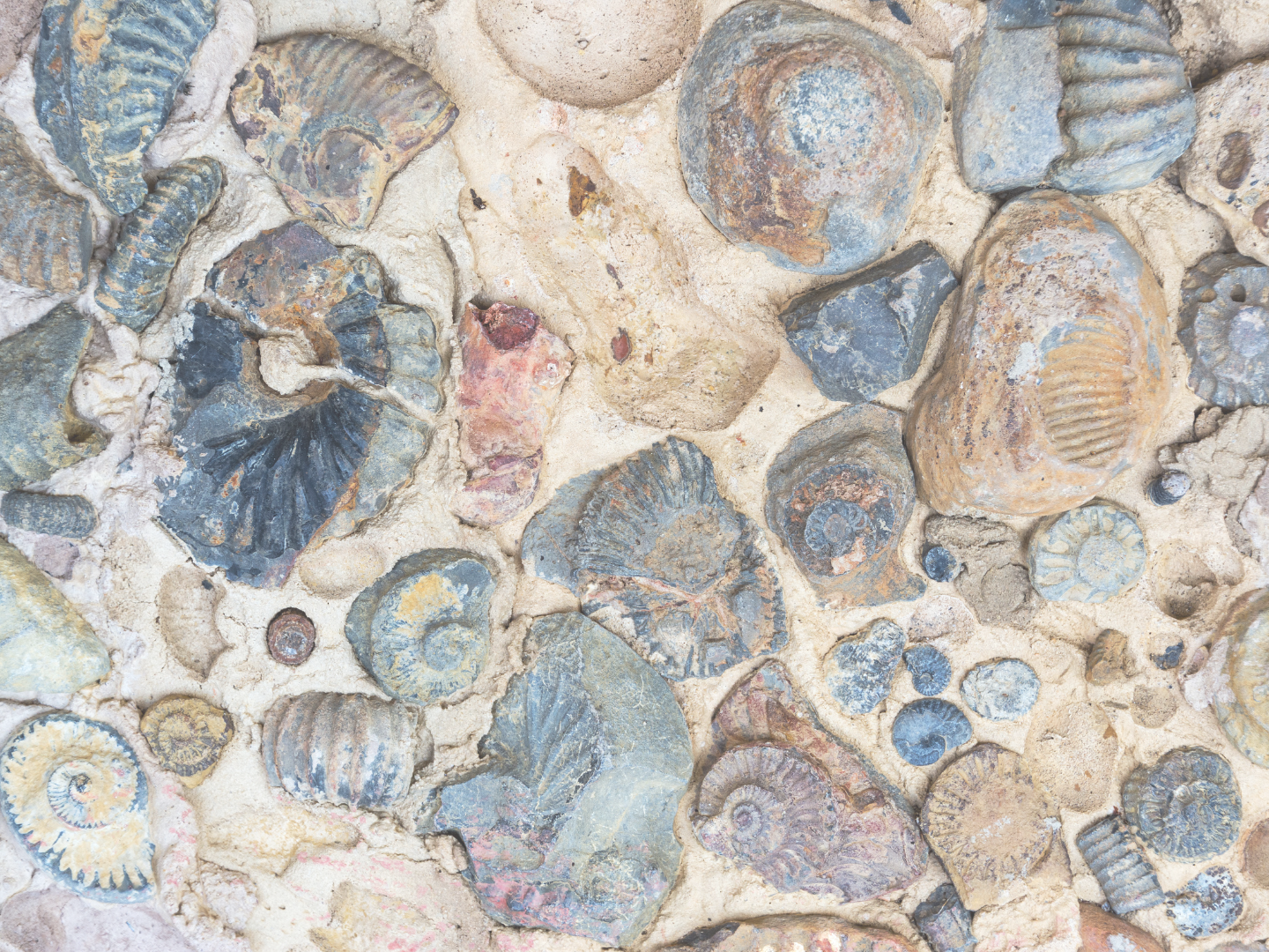 Fossil Fun - Vernon Library