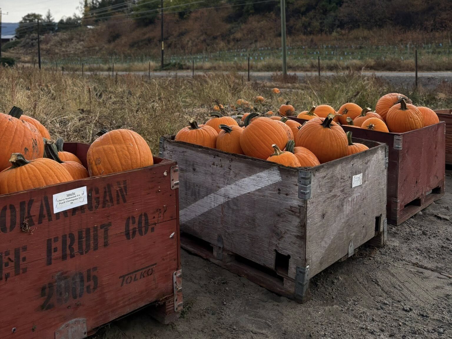 Giants Head Produce - Summerland