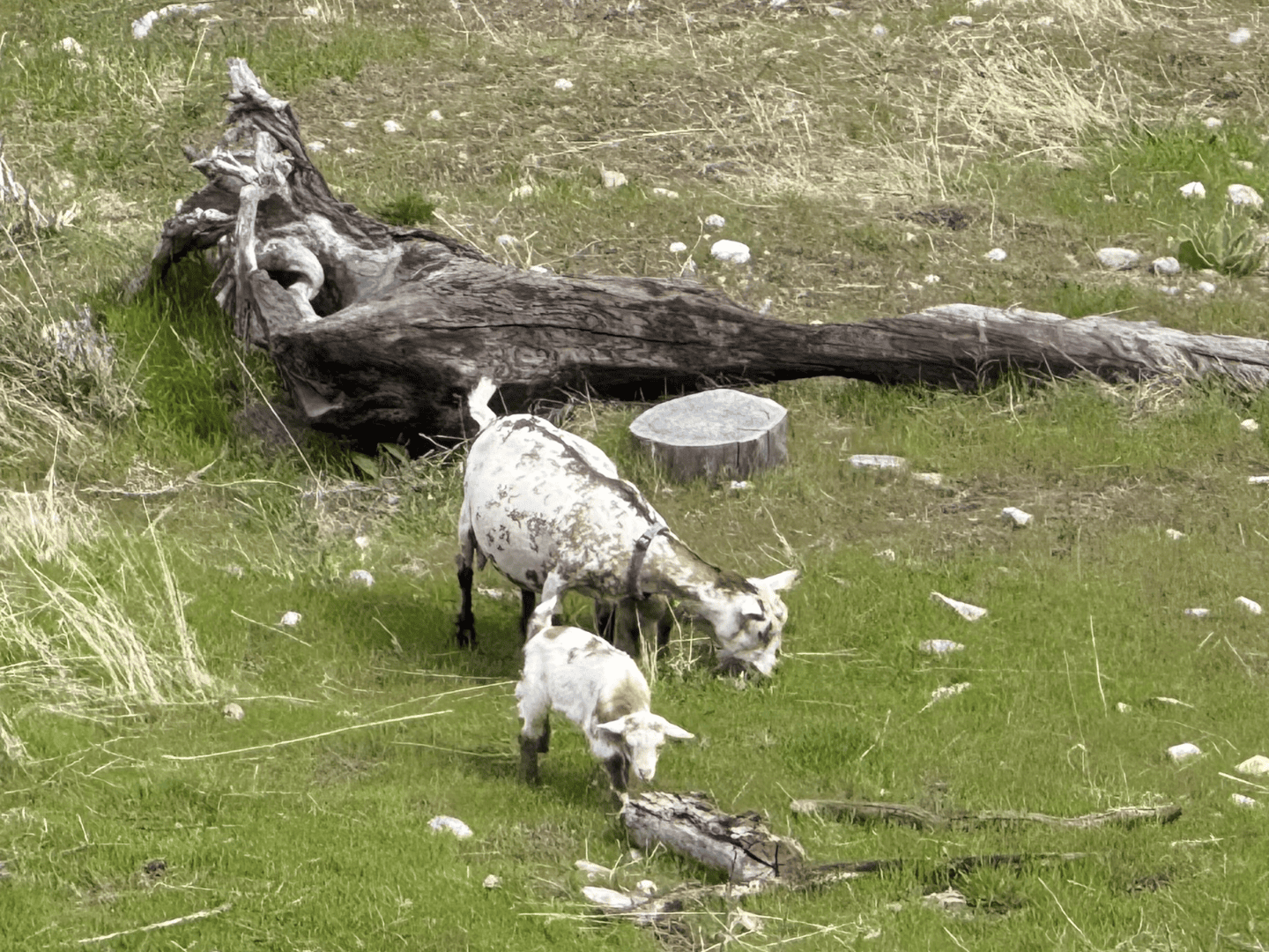 Bok is Bass Goat Farm Kelowna Bok is Bass Goat Farm Kelowna