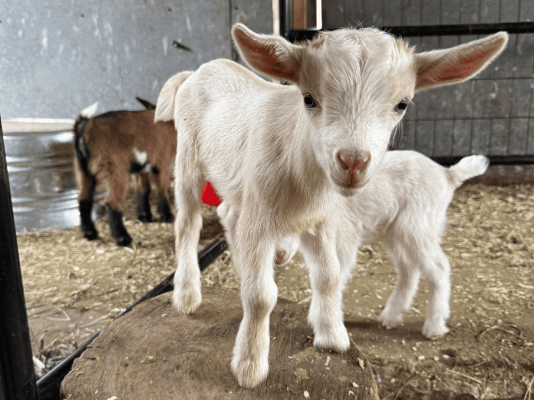 Bok is Bass Goat Farm Kelowna
