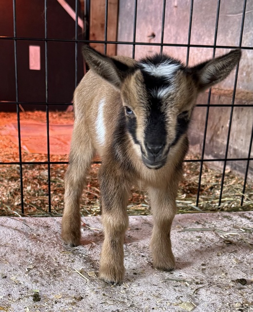 Bok is Bass Goat Farm Kelowna Bok is Bass Goat Farm Kelowna